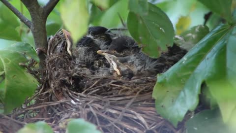 New birth birds