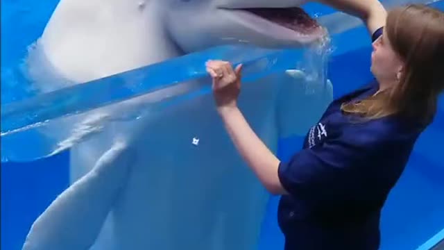 Dolphin bathed a girl in the pool