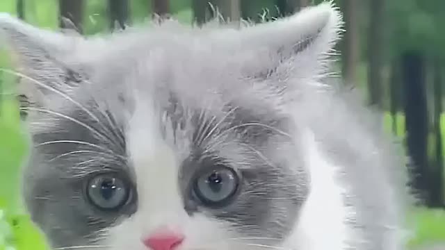 Kitten