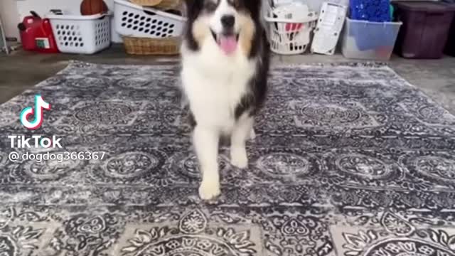 Tik tok dog