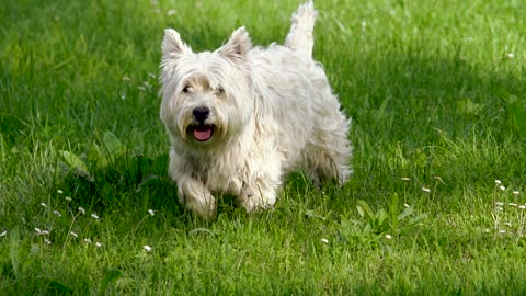 dog run dog in car animal small furry cute fur brown