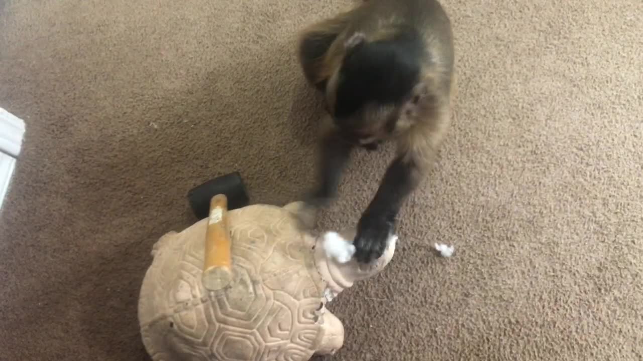 Monkey hates tortoise statue, hits it on head with hammer