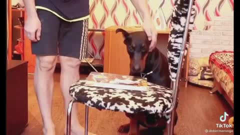 perro doberman muy astuto