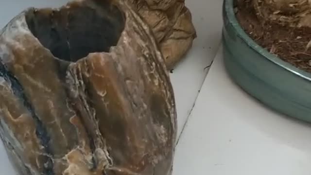 strange stone