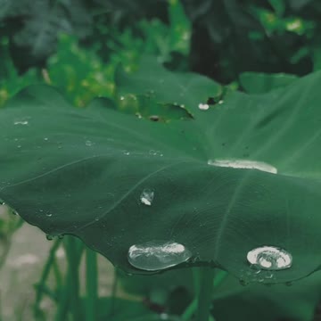 Beautiful Rain Video