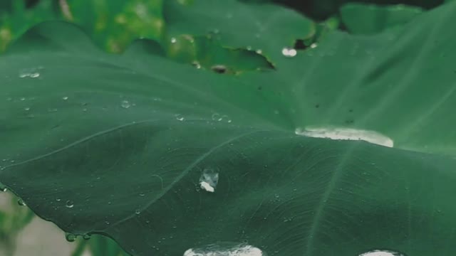 Beautiful Rain Video