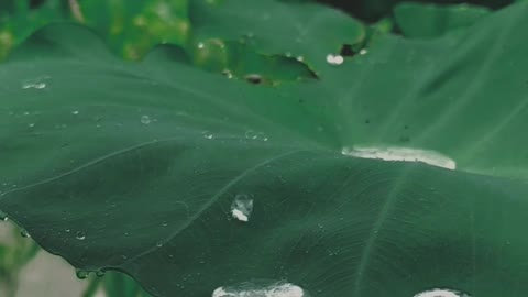 Beautiful Rain Video