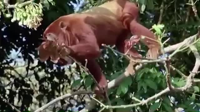 Red Howler Monkeys