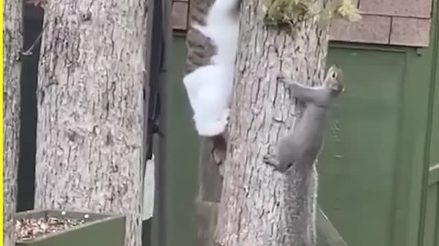 Animals Vs Other Animals!