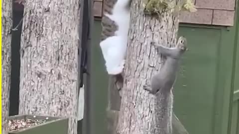 Animals Vs Other Animals!