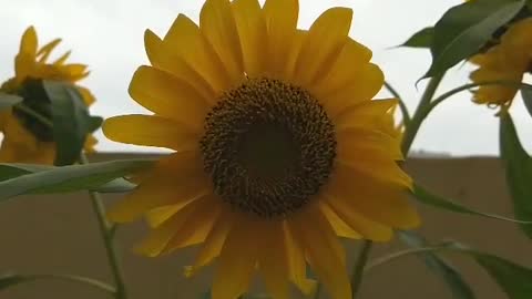 Beautiful sunflowers