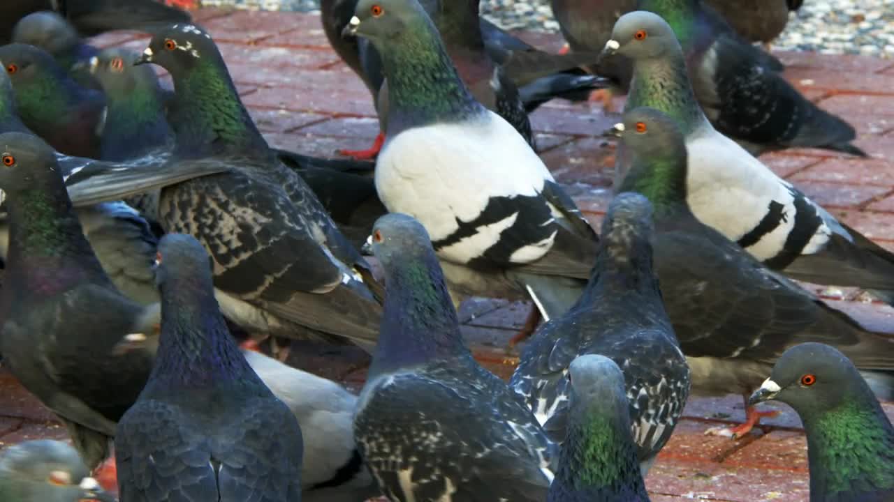 Animal Bird Pigeons