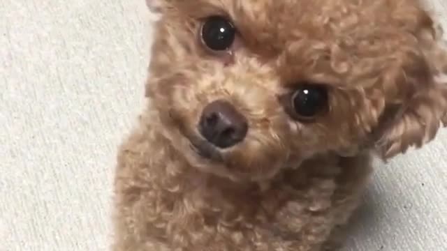 Teddy dog