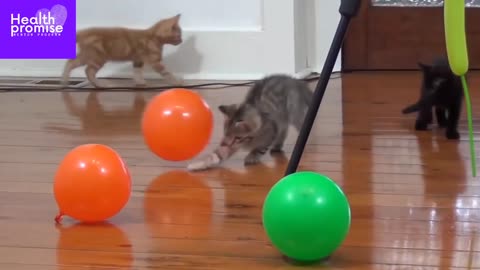 3 little kittens playing with balloon