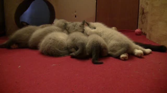 Cute Siamese Kittens Nursing