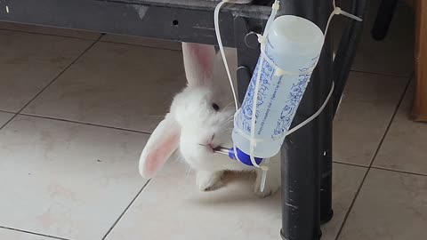 Cute Rabbit drinking water