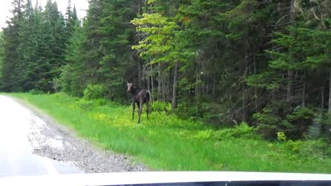 Moose on the Loose