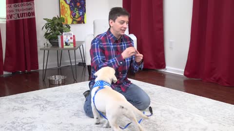 what to do to STOP PUPPY BITING!