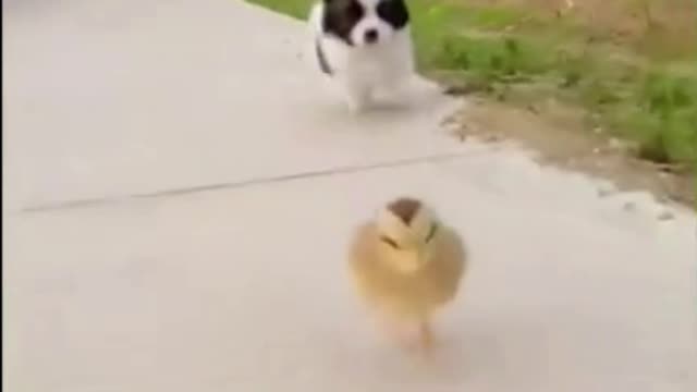 Cute puppie running with cute baby chick.