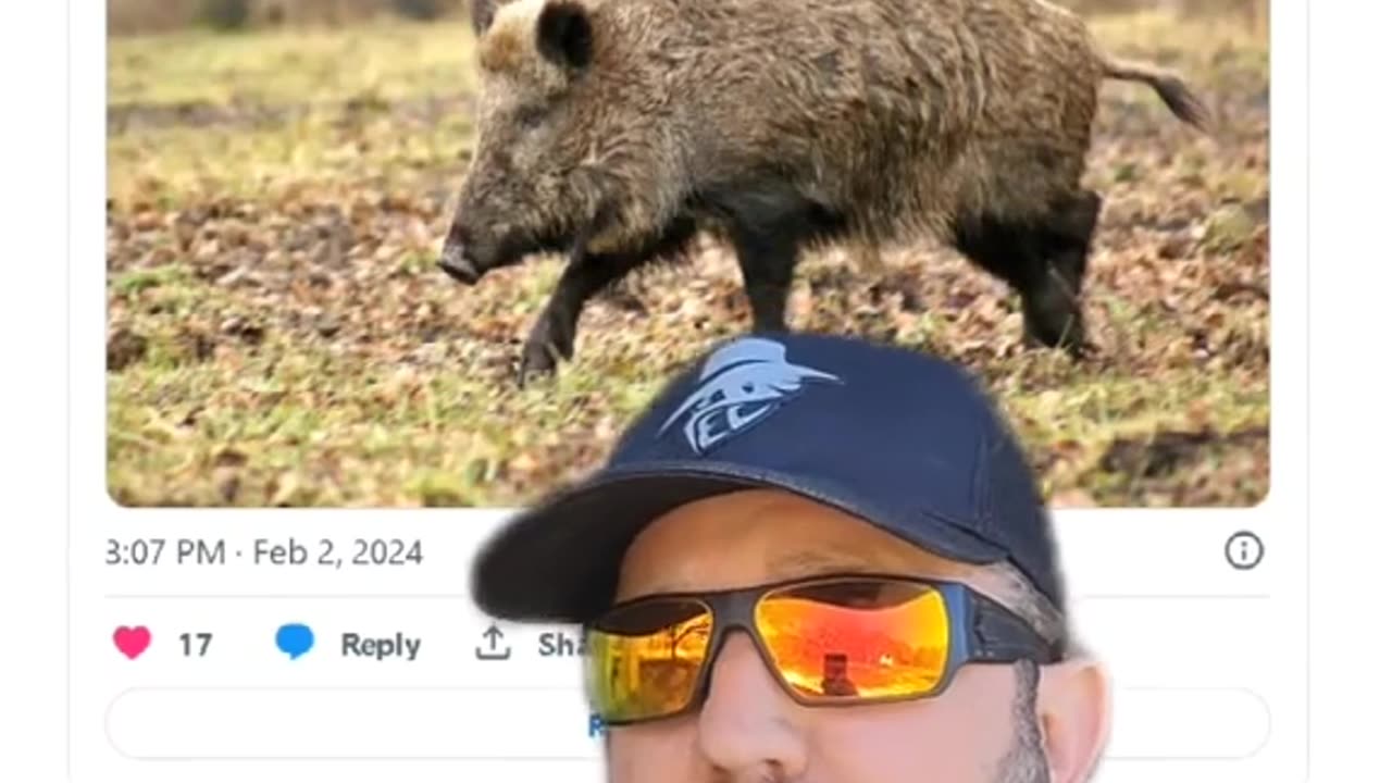 Feral Pigs and the Enviornment