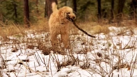 Dog video funny dogs wilderness videos nature puppy shorts tiktok