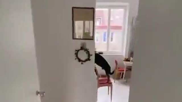 Dogs home alone..