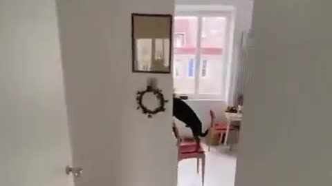 Dogs home alone..