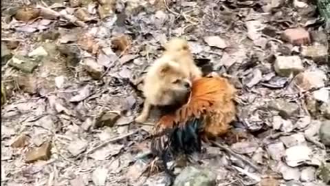 Funny fight between dog and chicken in ground