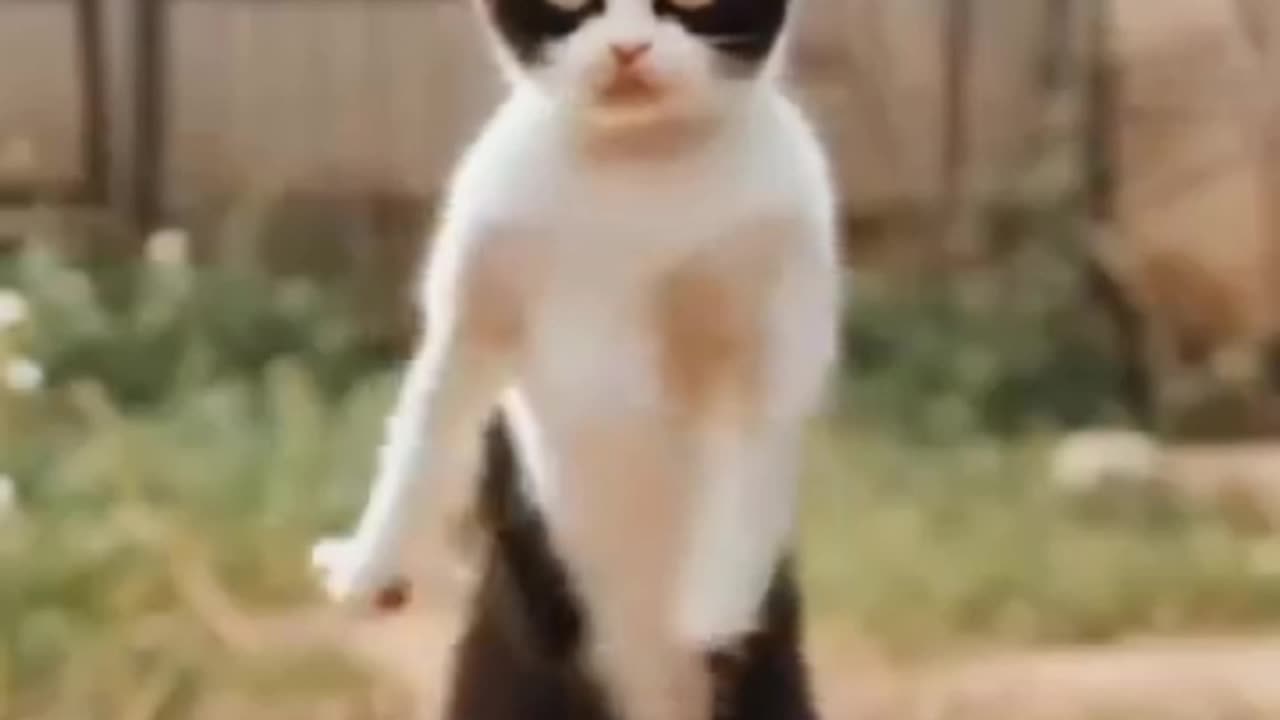 Cats dancing