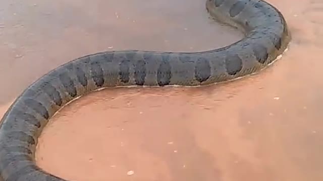 giant anaconda