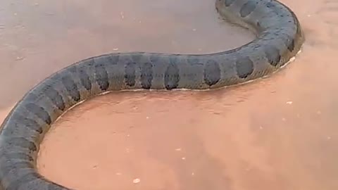 giant anaconda