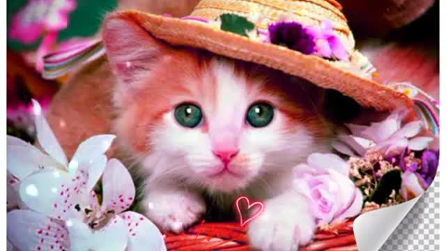 Cute cat😺