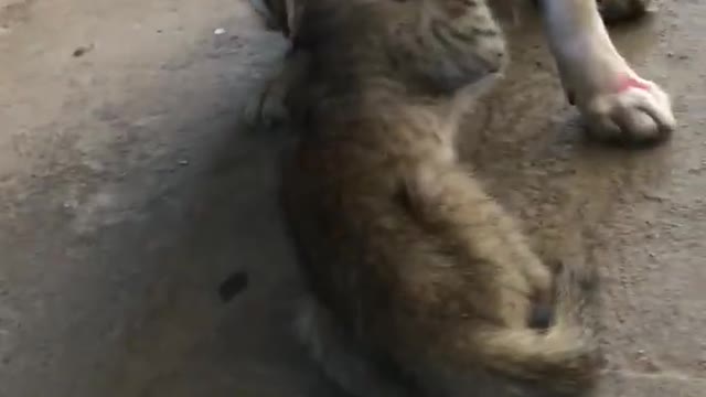 dogs breastfeeding cat