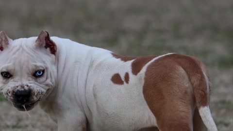 Americanbully Deadly Dog Breed ⚡⚡⚡