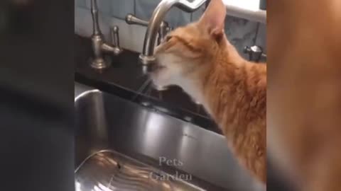 Top Funny Cats Videos.try not to laugh..