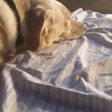 cute do sleeping pt 1