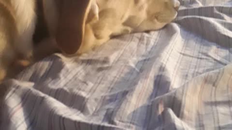 cute do sleeping pt 1