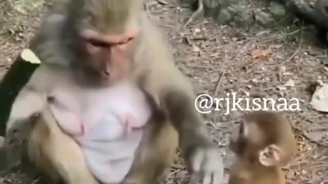 Funny Monkey