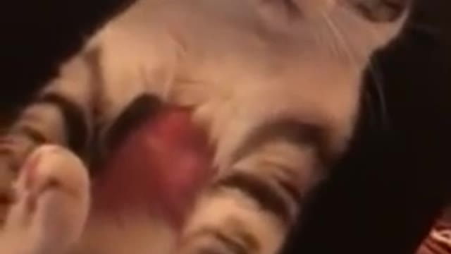Cat singing if you are happy and you know
