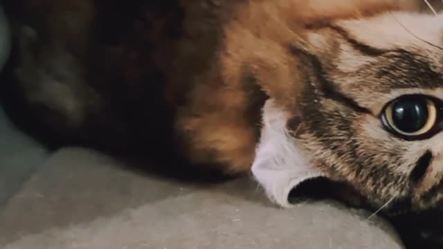 Cat sleeping 🥱 amazing video