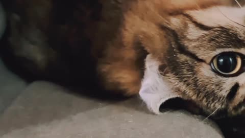 Cat sleeping 🥱 amazing video