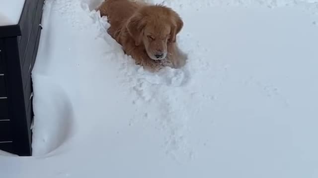Dog Dive Nose in the snow