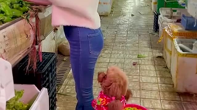 A puppy walking around a vegetable market with a basket on its back