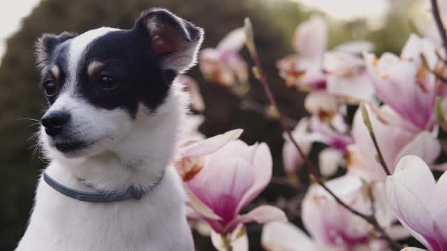 video DOG