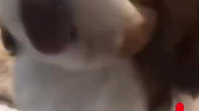 funny dogs videos