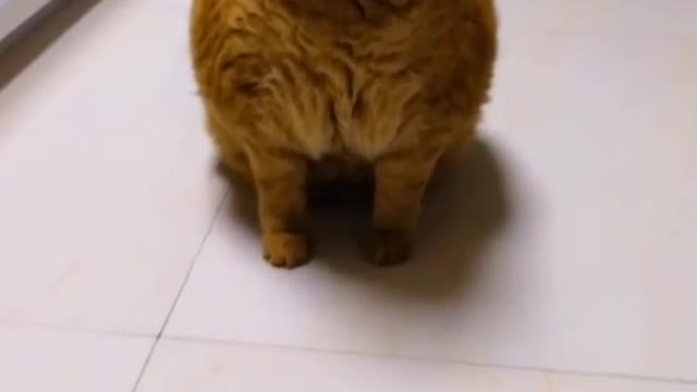 FunnyPetsToday，Funny Cat You Might Never See Before, part93