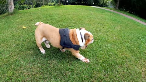 DOG DOING SOMERSAULT