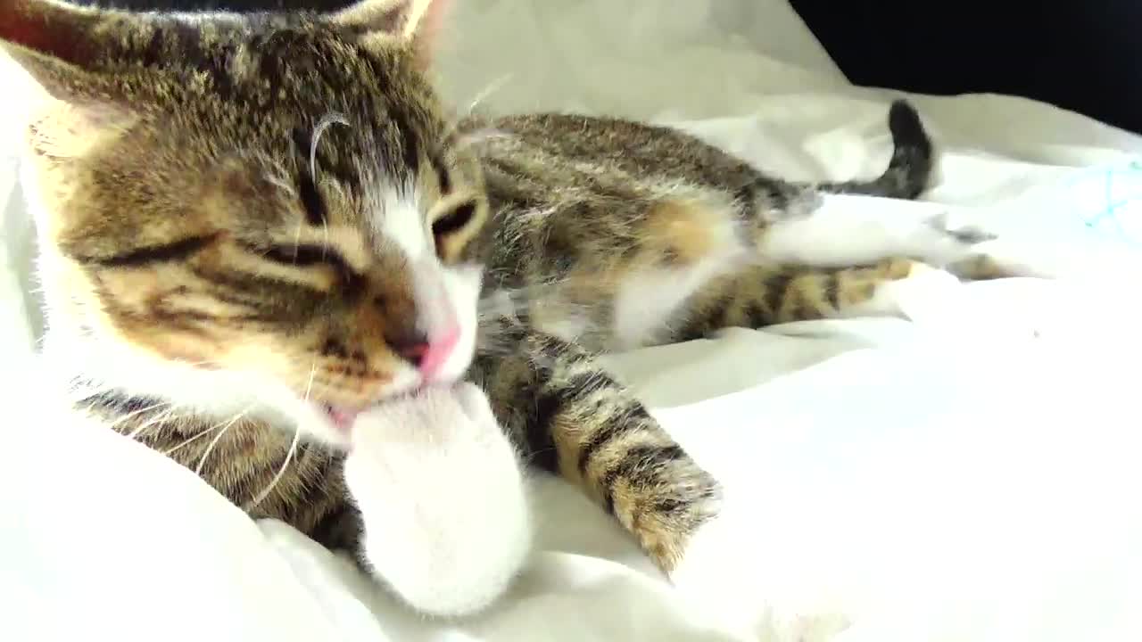 Small Tiger Washes His White Socks