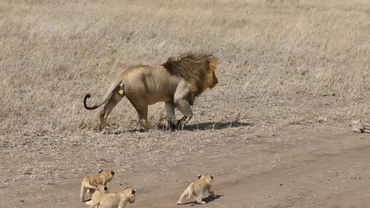 Lion dad tries to ditch cubs XD