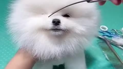 Cute dog